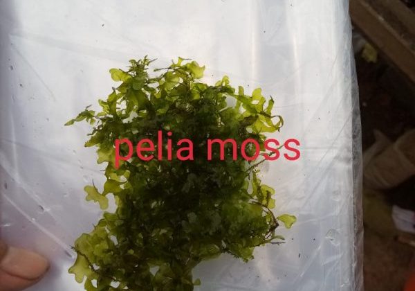 Pelia Moss
