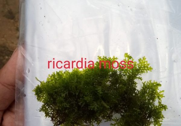 Ricardia Moss