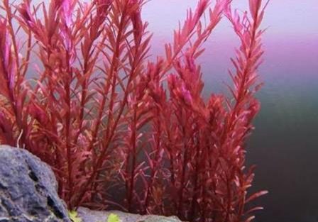 Rotala  Blood Red 