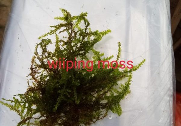 Wipping Moss