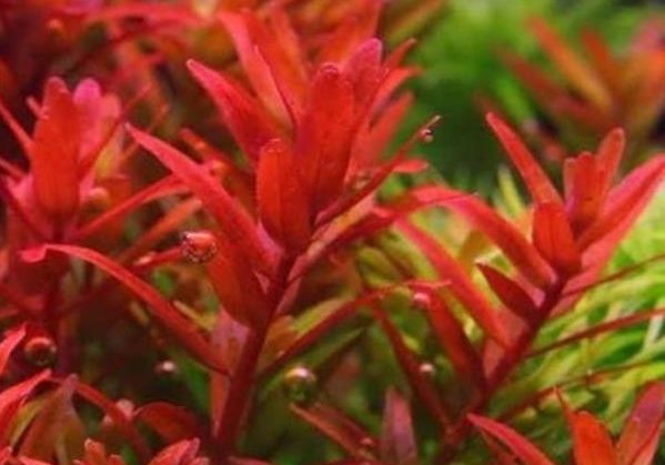 Amania Bonsai Red