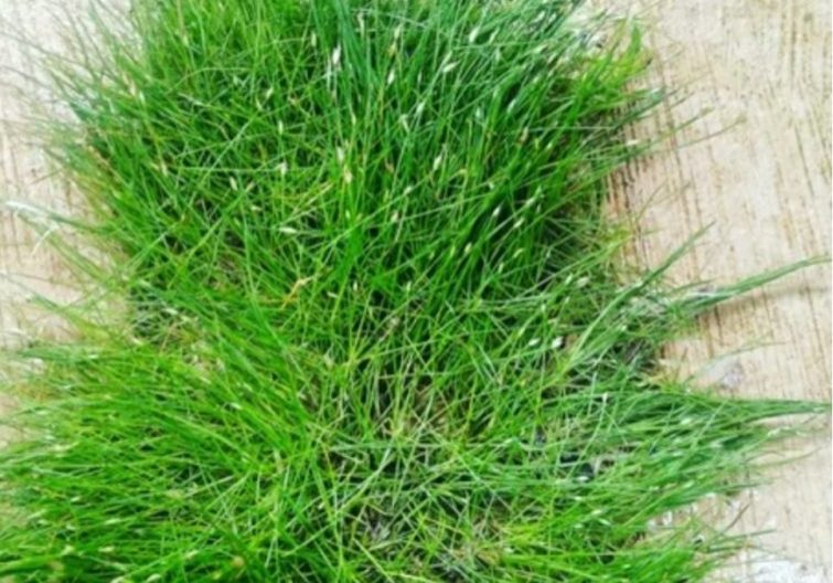 Eeocharis Parvula ( hair grass )